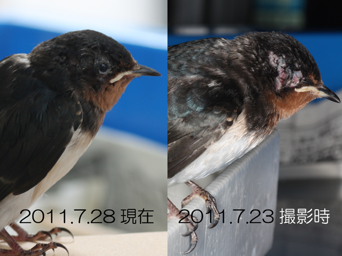 ツバメ目の感染症.jpg
