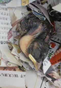 スズメそ嚢パンパン.jpg
