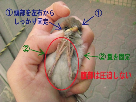 スズメ保定.jpg