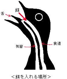 鳥の口.jpg
