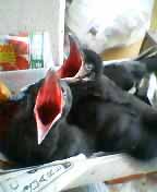 カラス雛１.jpg