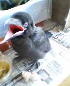 カラス雛２.jpg