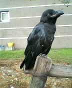 カラス雛３.jpg