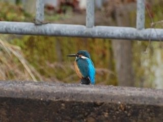 カワセミ成鳥.jpg