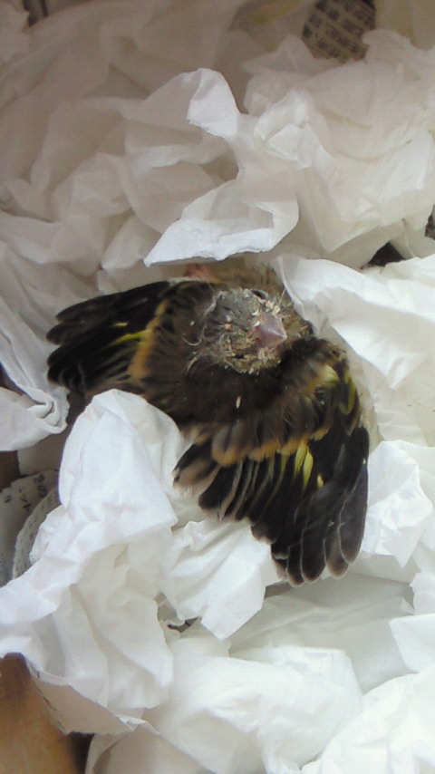 20110521.jpg