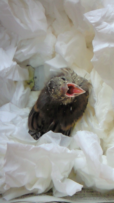 20110523_1.jpg
