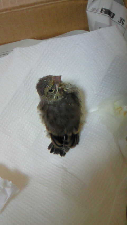 20110524.jpg
