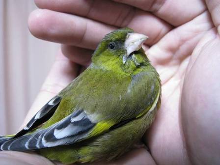 カワラヒワ成鳥.jpg