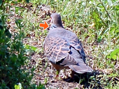 キジバト成鳥.jpg
