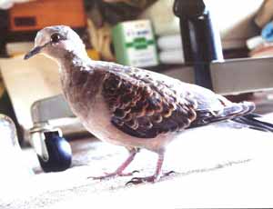 キジバト若鳥.jpg