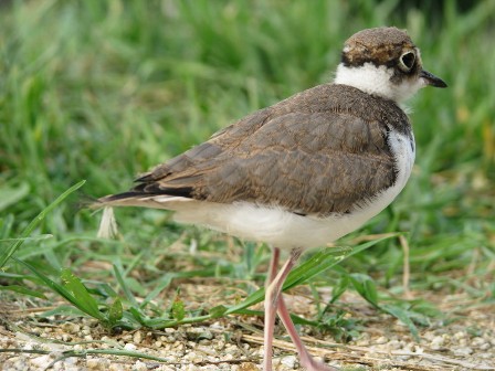 コチドリ若鳥後姿.jpg