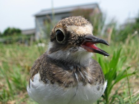 コチドリ若鳥顔アップ.jpg