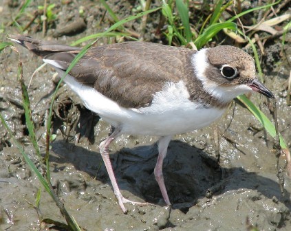 コチドリ若鳥.jpg