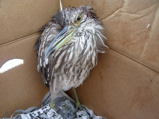 ササゴイ幼鳥.jpg
