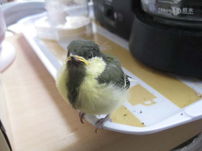 シジュウカラヒナ日向様1.jpg