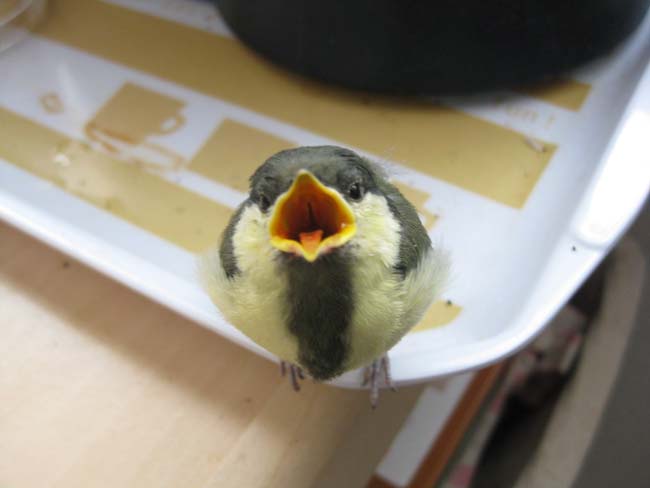 シジュウカラヒナ日向様4.jpg