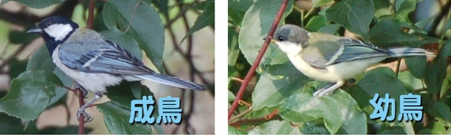 シジュウカラ成鳥と幼鳥.jpg