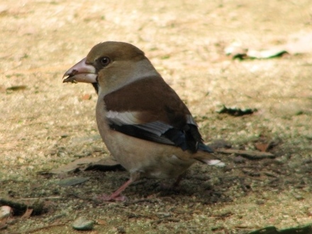シメ成鳥.jpg