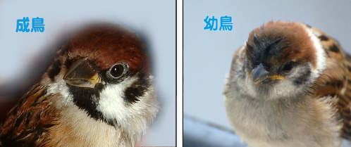すずめ成鳥と幼鳥.jpg