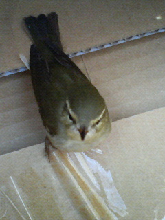 センダイムシクイ若鳥？.jpg