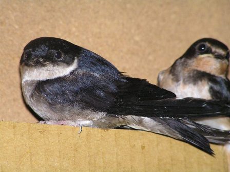 イワツバメ成鳥.jpg