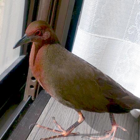 ヒクイナ_放鳥間近.jpg