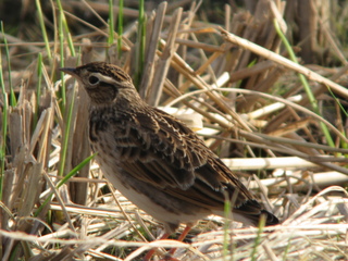 ヒバリ成鳥.jpg