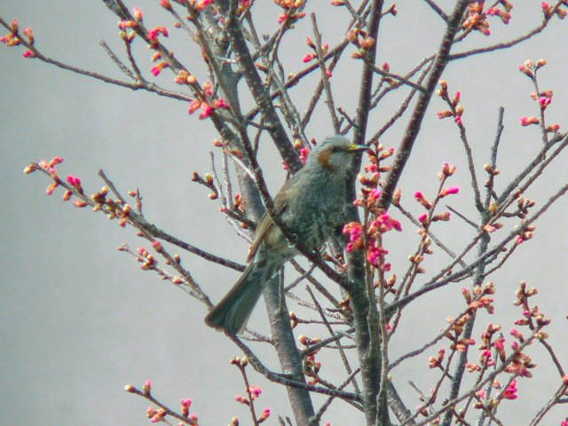 ヒヨドリ成鳥.jpg