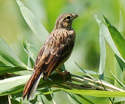 ホオジロ幼鳥.jpg