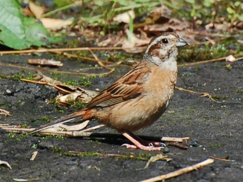 ホオジロ成鳥♀.jpg