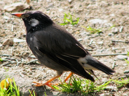 ムクドリ成鳥.jpg