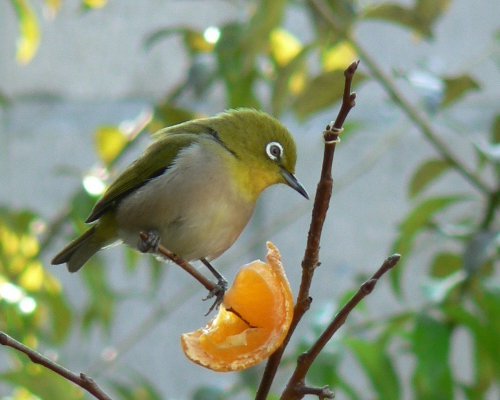 メジロ成鳥.jpg