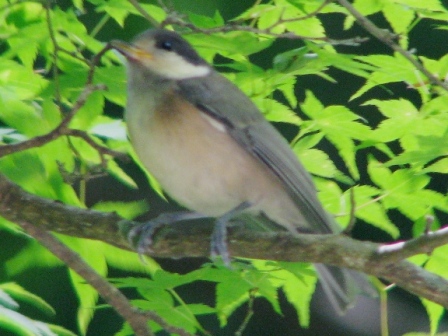 ヤマガラ幼鳥.JPG