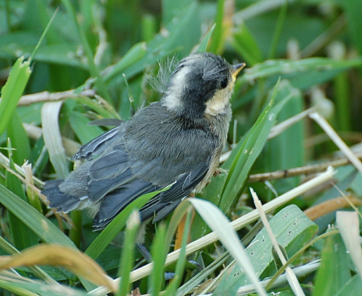 DSC_4784.jpg